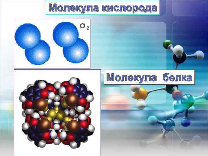 Молекула кислорода О 2 Молекула белка 