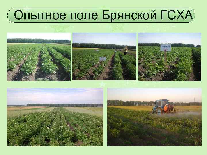 Опытное поле Брянской ГСХА 