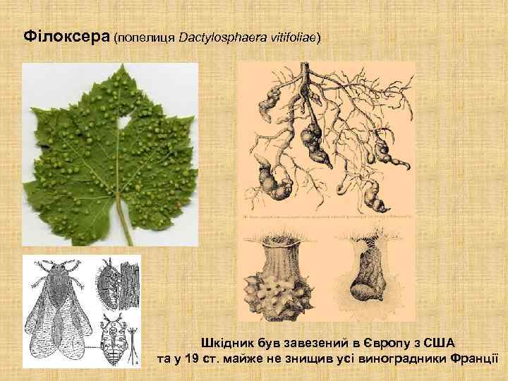 Філоксера (попелиця Dactylosphaera vitifoliae) Шкідник був завезений в Європу з США та у 19