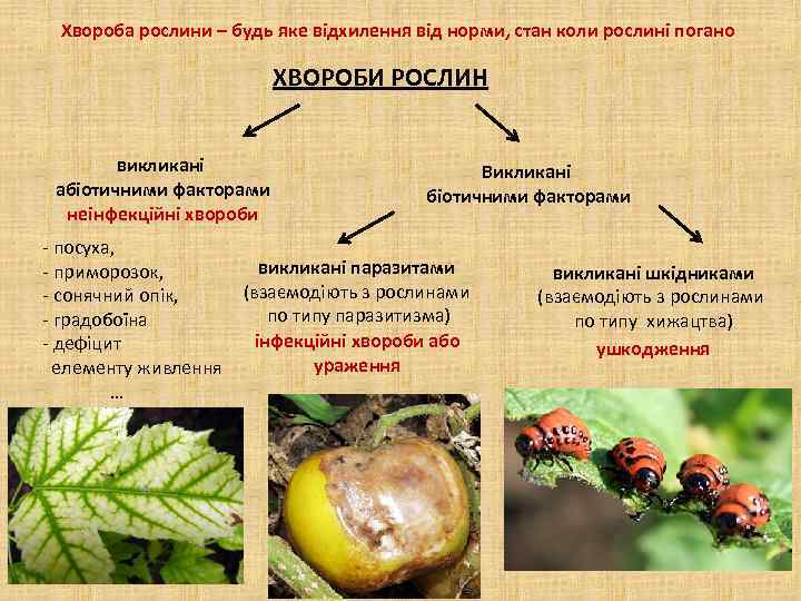 Хвороба рослини – будь яке відхилення від норми, стан коли рослині погано ХВОРОБИ РОСЛИН