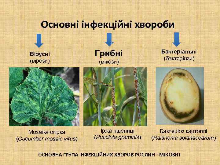 Основні інфекційні хвороби Вірусні (вірози) Мозаїка огірка (Cucumber mosaic virus) Грибні (мікози) Іржа пшениці