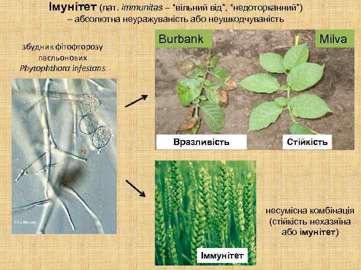 Імунітет (лат. immunitas – “вільний від”, “недоторканний”) – абсолютна неуражуваність або неушкодчуваність збудник фітофторозу