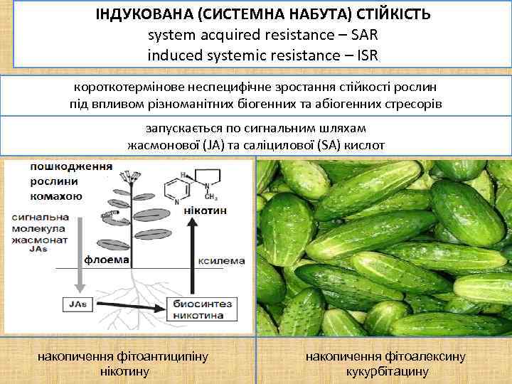 ІНДУКОВАНА (СИСТЕМНА НАБУТА) СТІЙКІСТЬ system acquired resistance – SAR induced systemic resistance – ISR