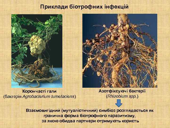 Приклади біотрофних інфекцій Корончасті гали (бактерія Agrobacterium tumefaciens) Азотфіксуючі бактерії (Rhizobium spp. ) Взаємовигідний