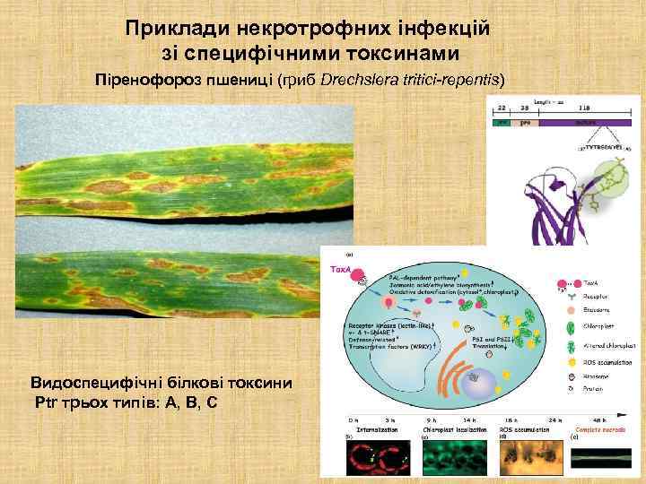 Приклади некротрофних інфекцій зі специфічними токсинами Піренофороз пшениці (гриб Drechslera tritici-repentis) Видоспецифічні білкові токсини