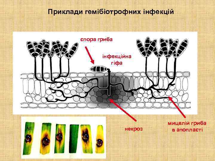 Приклади гемібіотрофних інфекцій спора гриба інфекційна гіфа некроз мицелій гриба в апопласті 