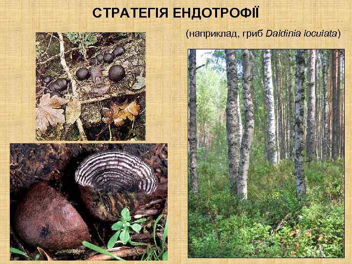 СТРАТЕГІЯ ЕНДОТРОФІЇ (наприклад, гриб Daldinia loculata) 