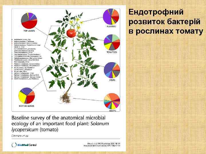 Ендотрофний розвиток бактерій в рослинах томату 