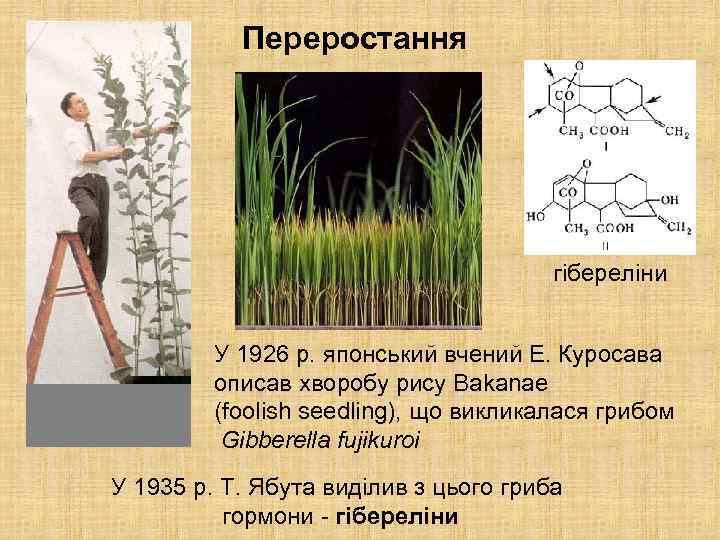 Переростання гібереліни У 1926 р. японський вчений Е. Куросава описав хворобу рису Bakanae (foolish