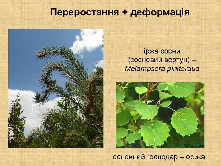 Переростання + деформація іржа сосни (сосновий вертун) – Melampsora pinitorqua основний господар – осика