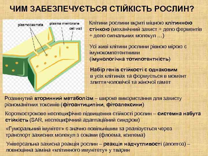 ЧИМ ЗАБЕЗПЕЧУЄТЬСЯ СТІЙКІСТЬ РОСЛИН? Клітини рослини вкриті міцною клітинною стінкою (механічний захист + депо