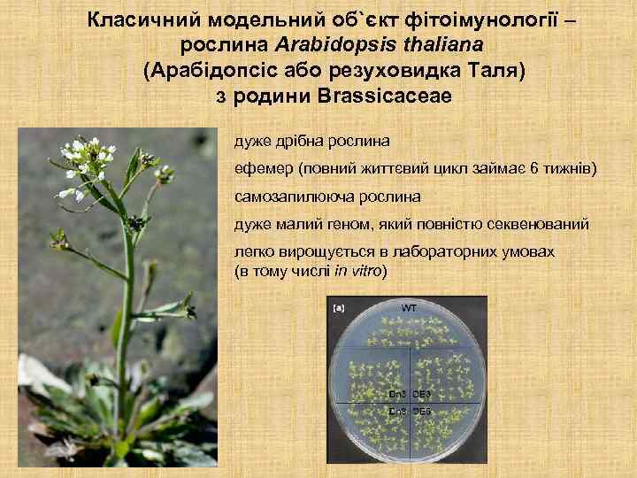 Класичний модельний об`єкт фітоімунології – рослина Arabidopsis thaliana (Арабідопсіс або резуховидка Таля) з родини