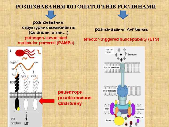 РОЗПІЗНАВАННЯ ФІТОПАТОГЕНІВ РОСЛИНАМИ розпізнавання структурних компонентів (флагелін, хітин…) pathogen-associated molecular patterns (PAMPs) розпізнавання Avr-білків