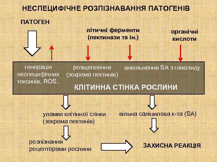 НЕСПЕЦИФІЧНЕ РОЗПІЗНАВАННЯ ПАТОГЕНІВ ПАТОГЕН літичні ферменти (пектинази та ін. ) генерація розщеплення неспецифічних (зокрема