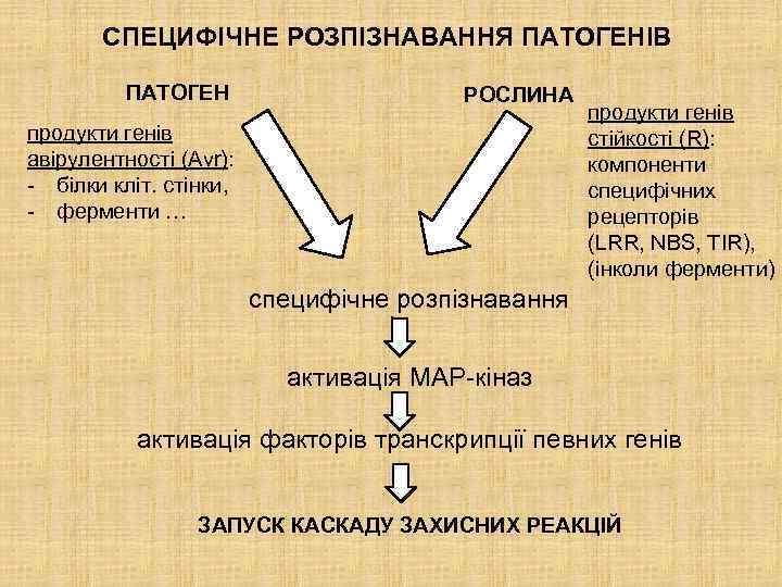 СПЕЦИФІЧНЕ РОЗПІЗНАВАННЯ ПАТОГЕНІВ ПАТОГЕН РОСЛИНА продукти генів авірулентності (Avr): - білки кліт. стінки, -