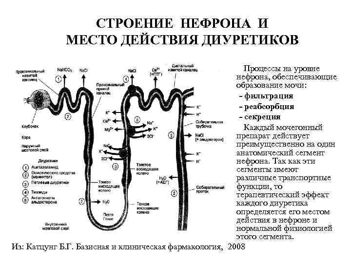 СТРОЕНИЕ НЕФРОНА И МЕСТО ДЕЙСТВИЯ ДИУРЕТИКОВ Процессы на уровне нефрона, обеспечивающие образование мочи: -