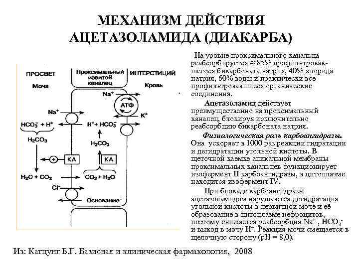 МЕХАНИЗМ ДЕЙСТВИЯ АЦЕТАЗОЛАМИДА (ДИАКАРБА) На уровне проксимального канальца реабсорбируется ≈ 85% профильтровавшегося бикарбоната натрия,