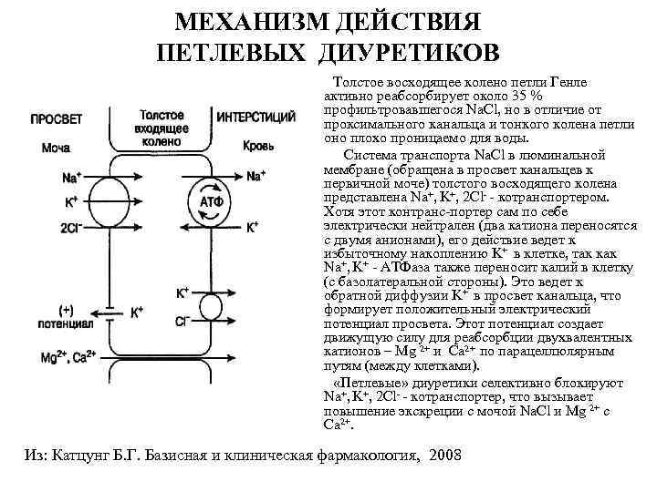 МЕХАНИЗМ ДЕЙСТВИЯ ПЕТЛЕВЫХ ДИУРЕТИКОВ Толстое восходящее колено петли Генле активно реабсорбирует около 35 %