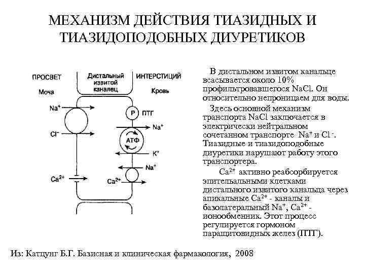 МЕХАНИЗМ ДЕЙСТВИЯ ТИАЗИДНЫХ И ТИАЗИДОПОДОБНЫХ ДИУРЕТИКОВ В дистальном извитом канальце всасывается около 10% профильтровавшегося