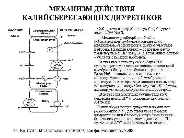 Точки приложения диуретиков схема - 90 фото