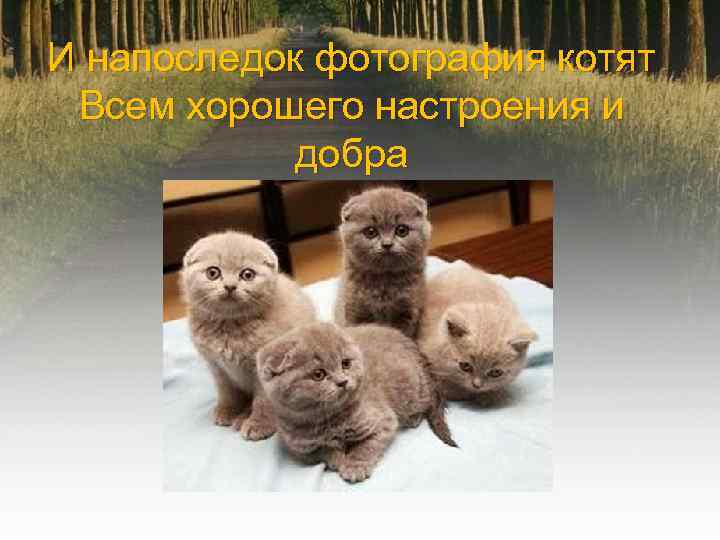 И напоследок фотография котят Всем хорошего настроения и добра 