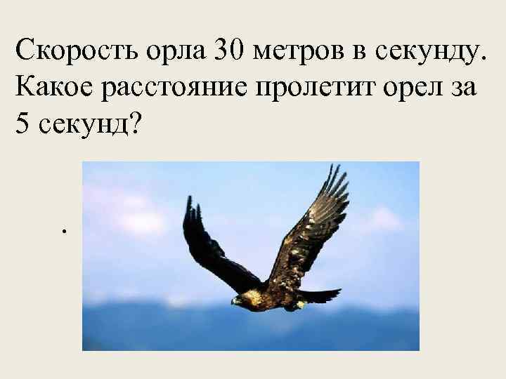 Скорость орла 30 метров в секунду. Какое расстояние пролетит орел за 5 секунд? .