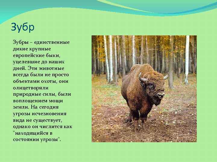 Зубры – единственные дикие крупные европейские быки, уцелевшие до наших дней. Эти животные всегда