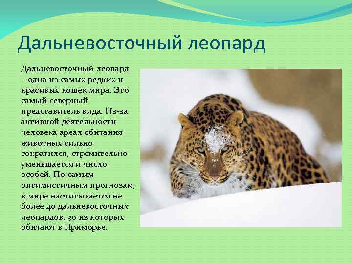 Дальневосточный леопард – одна из самых редких и красивых кошек мира. Это самый северный