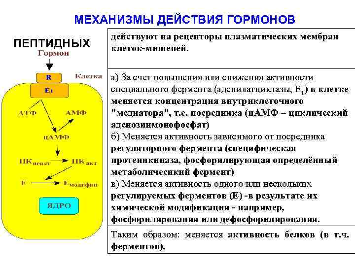 Схема внутриклеточной рецепции гормонов для которых характерен внутриклеточный тип рецепции