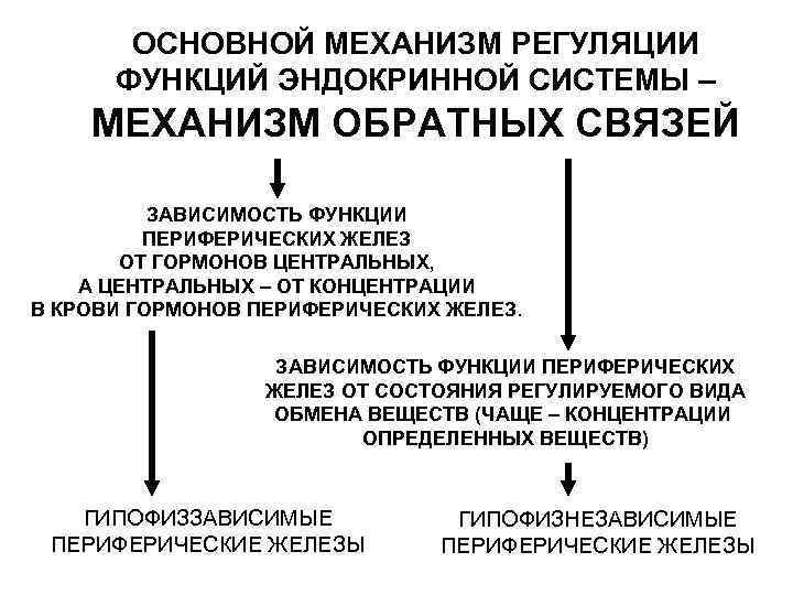 ОСНОВНОЙ МЕХАНИЗМ РЕГУЛЯЦИИ ФУНКЦИЙ ЭНДОКРИННОЙ СИСТЕМЫ – МЕХАНИЗМ ОБРАТНЫХ СВЯЗЕЙ ЗАВИСИМОСТЬ ФУНКЦИИ ПЕРИФЕРИЧЕСКИХ ЖЕЛЕЗ