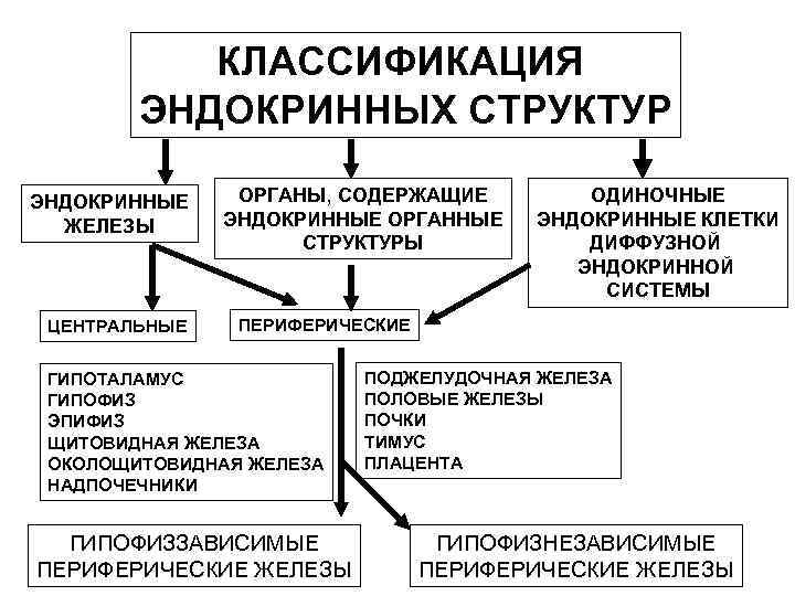 КЛАССИФИКАЦИЯ ЭНДОКРИННЫХ СТРУКТУР ЭНДОКРИННЫЕ ЖЕЛЕЗЫ ЦЕНТРАЛЬНЫЕ ОРГАНЫ, СОДЕРЖАЩИЕ ЭНДОКРИННЫЕ ОРГАННЫЕ СТРУКТУРЫ ОДИНОЧНЫЕ ЭНДОКРИННЫЕ КЛЕТКИ