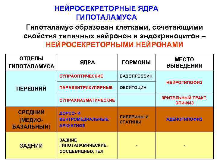 НЕЙРОСЕКРЕТОРНЫЕ ЯДРА ГИПОТАЛАМУСА Гипоталамус образован клетками, сочетающими свойства типичных нейронов и эндокриноцитов – НЕЙРОСЕКРЕТОРНЫМИ