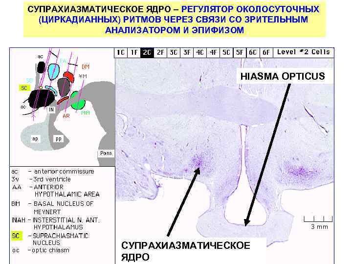 СУПРАХИАЗМАТИЧЕСКОЕ ЯДРО – РЕГУЛЯТОР ОКОЛОСУТОЧНЫХ (ЦИРКАДИАННЫХ) РИТМОВ ЧЕРЕЗ СВЯЗИ СО ЗРИТЕЛЬНЫМ АНАЛИЗАТОРОМ И ЭПИФИЗОМ