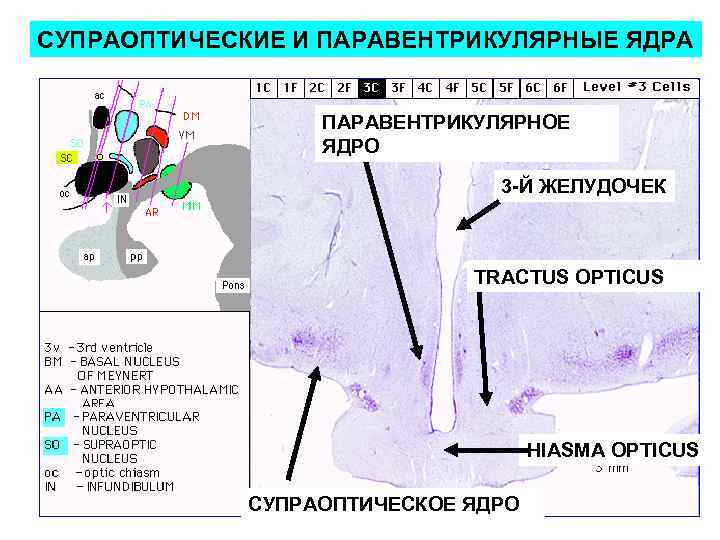 СУПРАОПТИЧЕСКИЕ И ПАРАВЕНТРИКУЛЯРНЫЕ ЯДРА ПАРАВЕНТРИКУЛЯРНОЕ ЯДРО 3 -Й ЖЕЛУДОЧЕК TRACTUS OPTICUS HIASMA OPTICUS СУПРАОПТИЧЕСКОЕ