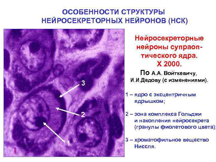 ОСОБЕННОСТИ СТРУКТУРЫ НЕЙРОСЕКРЕТОРНЫХ НЕЙРОНОВ (НСК) Нейросекреторные нейроны супраоптического ядра. Х 2000. По А. А.
