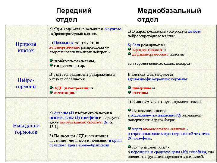 Передний отдел Медиобазальный отдел 