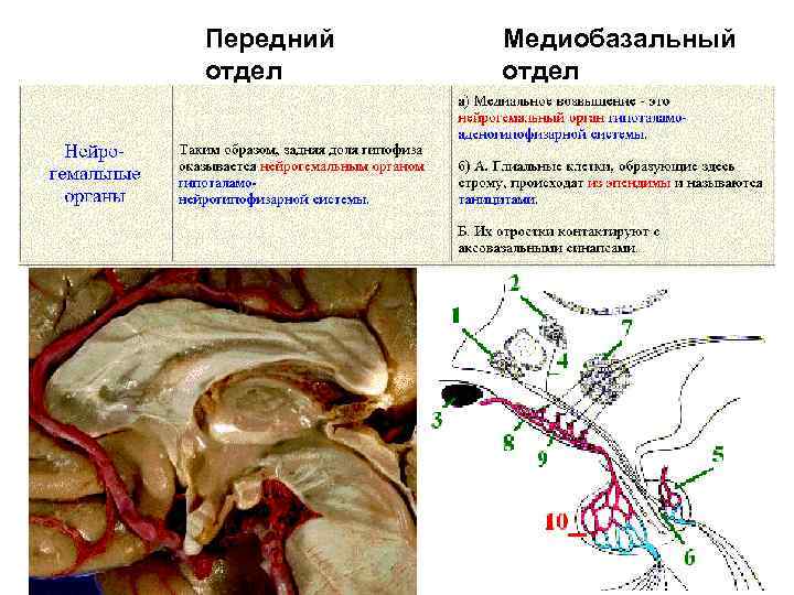 Передний отдел Медиобазальный отдел 