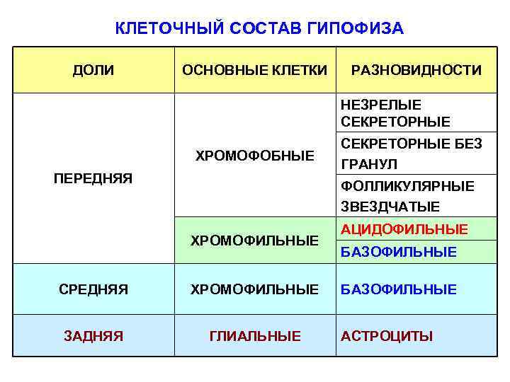 КЛЕТОЧНЫЙ СОСТАВ ГИПОФИЗА ДОЛИ ОСНОВНЫЕ КЛЕТКИ РАЗНОВИДНОСТИ НЕЗРЕЛЫЕ СЕКРЕТОРНЫЕ ХРОМОФОБНЫЕ ПЕРЕДНЯЯ СЕКРЕТОРНЫЕ БЕЗ ГРАНУЛ