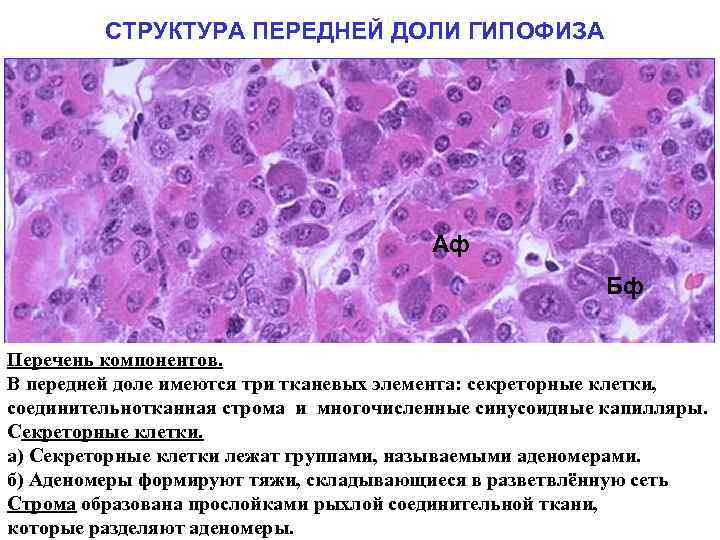 Аденогипофиз рисунок гистология