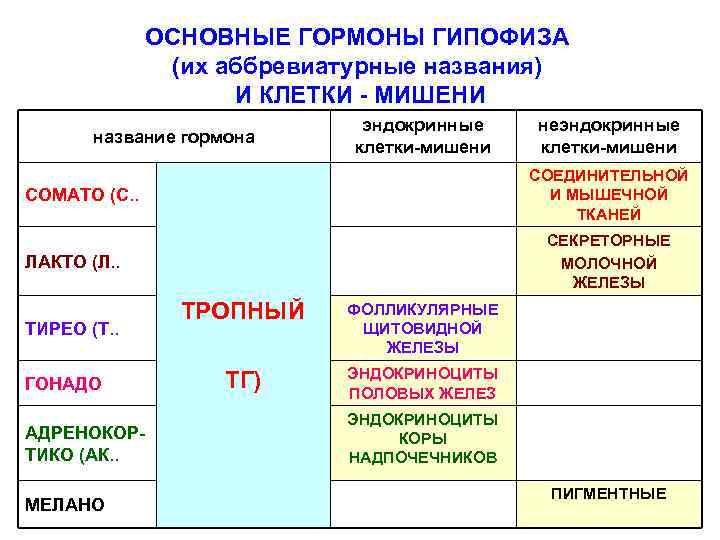ОСНОВНЫЕ ГОРМОНЫ ГИПОФИЗА (их аббревиатурные названия) И КЛЕТКИ - МИШЕНИ название гормона эндокринные клетки-мишени