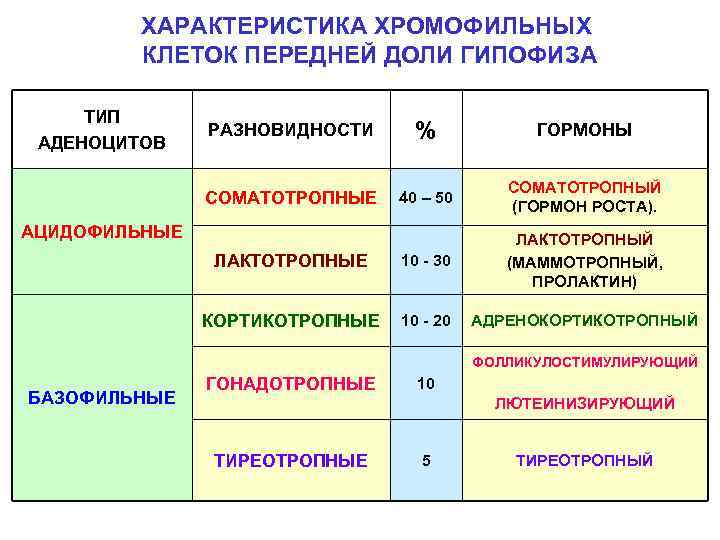 ХАРАКТЕРИСТИКА ХРОМОФИЛЬНЫХ КЛЕТОК ПЕРЕДНЕЙ ДОЛИ ГИПОФИЗА ТИП АДЕНОЦИТОВ РАЗНОВИДНОСТИ % ГОРМОНЫ СОМАТОТРОПНЫЕ 40 –