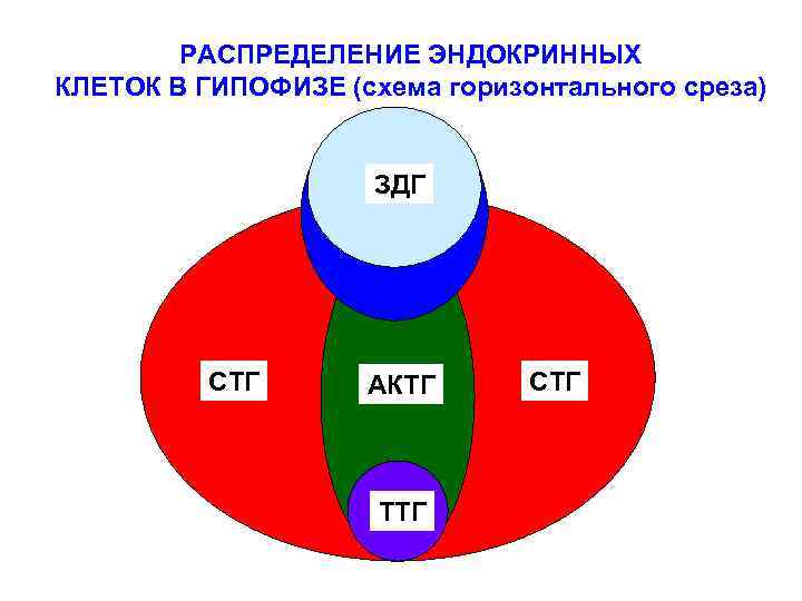 РАСПРЕДЕЛЕНИЕ ЭНДОКРИННЫХ КЛЕТОК В ГИПОФИЗЕ (схема горизонтального среза) ЗДГ СТГ АКТГ ТТГ СТГ 