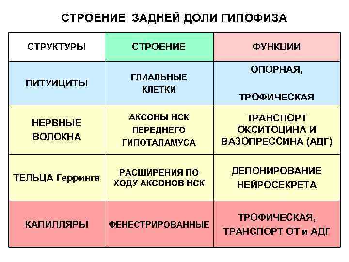 СТРОЕНИЕ ЗАДНЕЙ ДОЛИ ГИПОФИЗА СТРУКТУРЫ ПИТУИЦИТЫ СТРОЕНИЕ ГЛИАЛЬНЫЕ КЛЕТКИ ФУНКЦИИ ОПОРНАЯ, ТРОФИЧЕСКАЯ НЕРВНЫЕ ВОЛОКНА