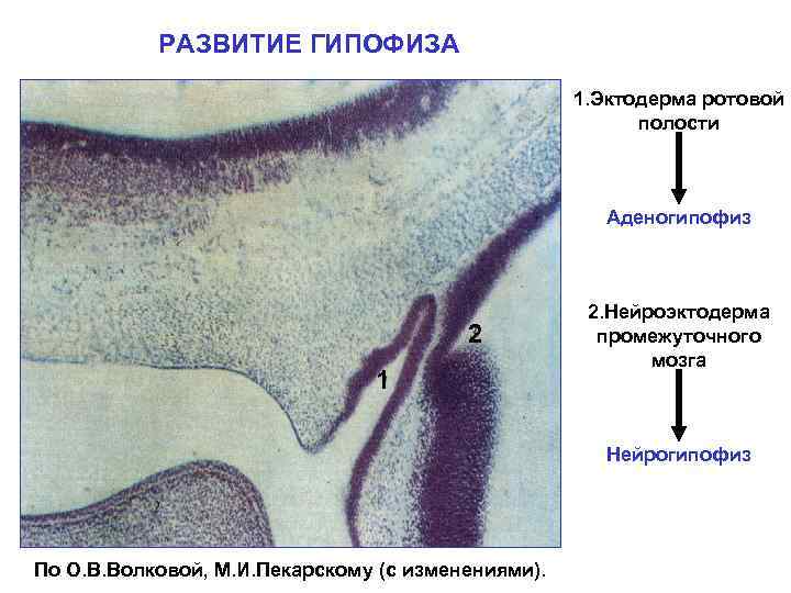 РАЗВИТИЕ ГИПОФИЗА 1. Эктодерма ротовой полости Аденогипофиз 2 1 2. Нейроэктодерма промежуточного мозга Нейрогипофиз
