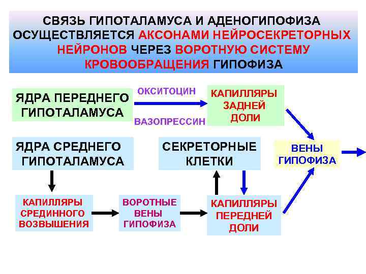 Гормоны гипоталамуса биохимия презентация