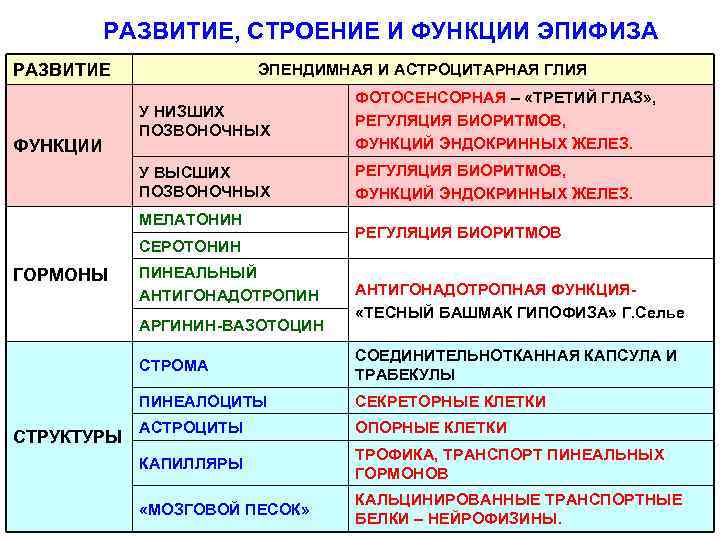 РАЗВИТИЕ, СТРОЕНИЕ И ФУНКЦИИ ЭПИФИЗА РАЗВИТИЕ ЭПЕНДИМНАЯ И АСТРОЦИТАРНАЯ ГЛИЯ У ВЫСШИХ ПОЗВОНОЧНЫХ ФУНКЦИИ