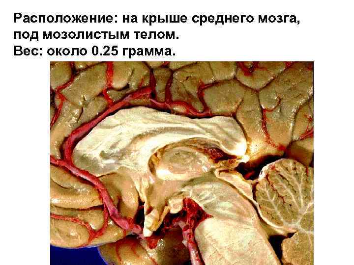 Расположение: на крыше среднего мозга, под мозолистым телом. Вес: около 0. 25 грамма. 1.
