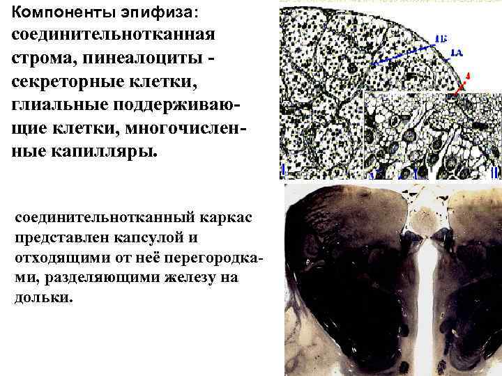 Компоненты эпифиза: соединительнотканная строма, пинеалоциты - секреторные клетки, глиальные поддерживающие клетки, многочисленные капилляры. соединительнотканный