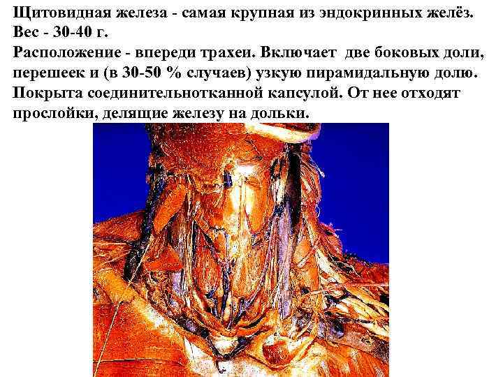 Щитовидная железа - самая крупная из эндокринных желёз. Вес - 30 -40 г. Расположение