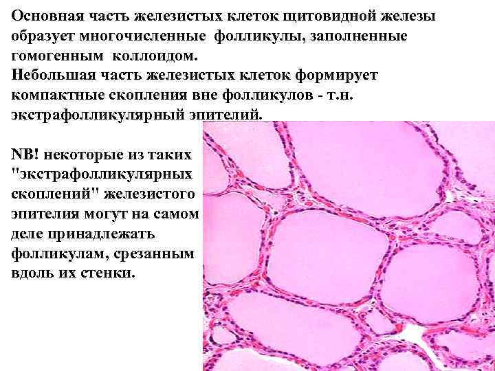 Основная часть железистых клеток щитовидной железы образует многочисленные фолликулы, заполненные гомогенным коллоидом. Небольшая часть